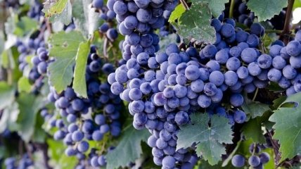 Нардепы предлагают ввести минимальную долю выращивания винограда