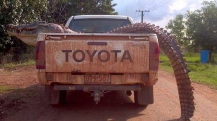 Обескураживающие кадры из Австралии: такого вы нигде не видели (Фото)