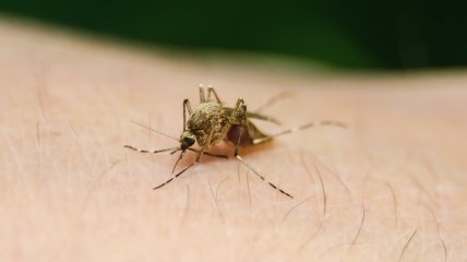 Комары - вечная проблема летом