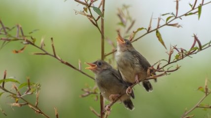 З Бориса та Гліба починають співати солов’ї
