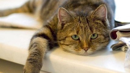 Кошки вовсе не ленивые: доказано учеными 