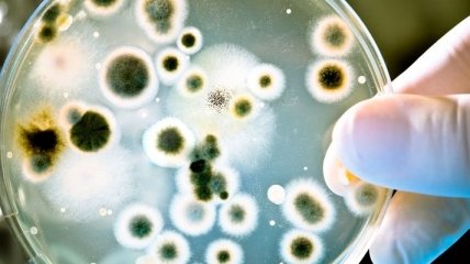 Итальянские ученые нашли изьян в "непобедимой" бактерии