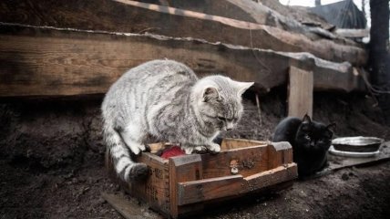 Українські коти у зоні ООС