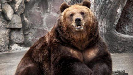 На балансі "Укрзалізниці" під час аудиту раптово знайшли двох ведмедів: стала відома їхня доля