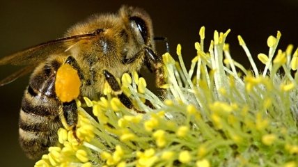Ученые выяснили, что пчелы могут считать объекты