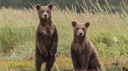 У Греції дитинчат бурого ведмедя випустили у ліс