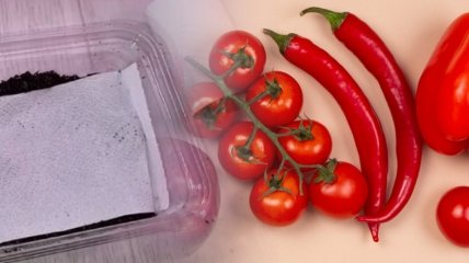 Хорошая рассада — залог прекрасного урожая