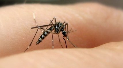 Биологи объяснили любовь комаров к человеческой крови