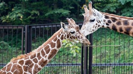 Ученые: пятна у жирафов имеют свойство передаваться от матери ребенку 