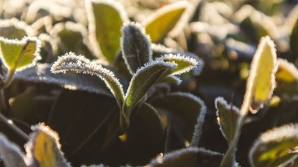 Деяким рослинам потрібне обов’язкове укриття від морозів