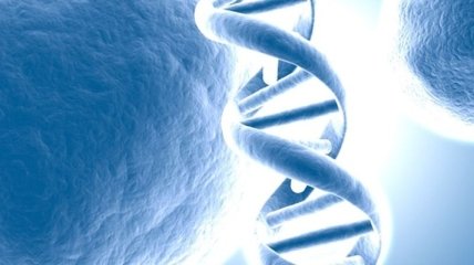 Исследователям удалось заменить гены дрожжей на человеческие