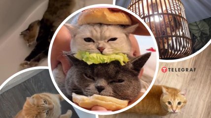 Справжні каскадери та булочки: 10 свіжих кумедних відео з котами