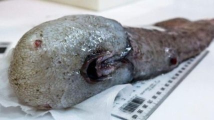 Жуткое Тасманово море: ученые поймали "безликое" чудовище