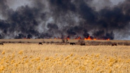 На Киевщине пожар уничтожил 23 га пшеничного поля