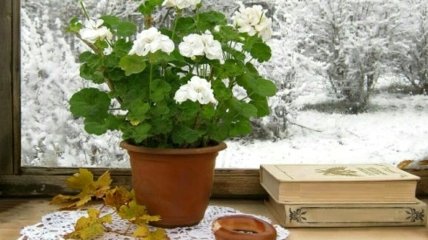 Как спасти замерзшее комнатное растение: советы волгоградского агронома
