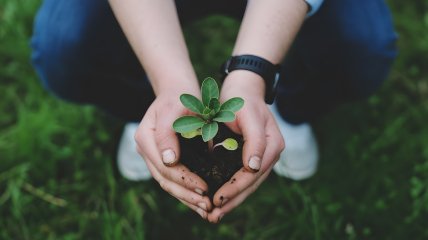 Как определить кислотность почвы без лабораторного анализа