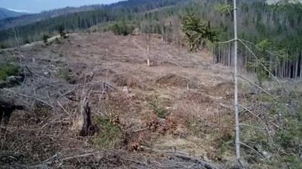 На Ивано-Франковщине задержаны предприниматели за незаконный экспорт леса