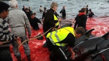 На Фарерских островах массово забивают китов (Видео)