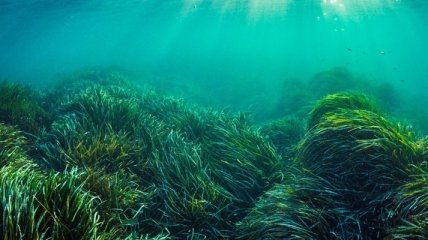 Водоростям не подобається шум людей - вчені прийшли до несподіваного висновку