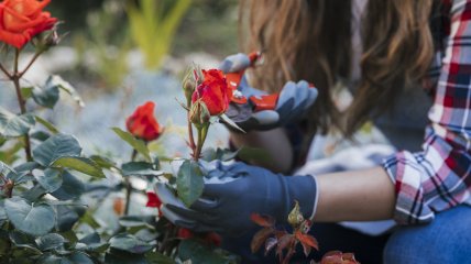 Правильная обрезка роз - инвестиция в пышное цветение весной