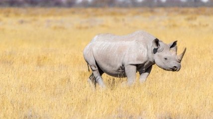 Надежда есть: ученые получили третий эмбрион почти вымершего северного белого носорога