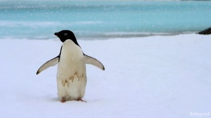 Пингвину установили протез клюва