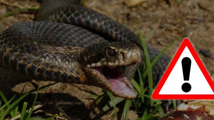 Если вас укусила змея: полезные рекомендации и главные запреты (инфографика)