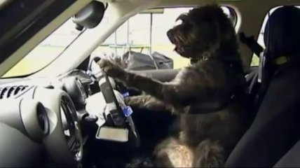 Собак научили водить автомобили (Видео)