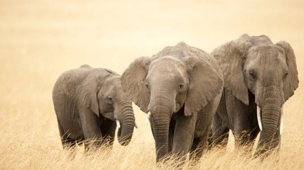Ученые нашли уникальный ген, который защищает слонов от рака