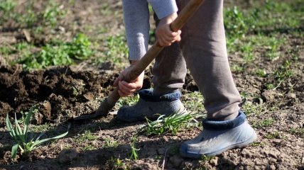 Перекапывания огорода - важная часть подготовки земли к зиме