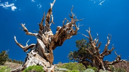 Самое старое дерево на планете 