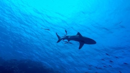 Белые акулы оказались в списке возможных причин исчезновения мегалодонов