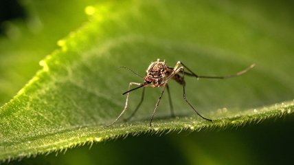 Ученые использовали комаров для вакцинации от малярии