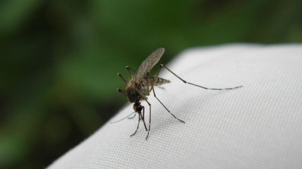 Как избавиться от комаров дома и на улице