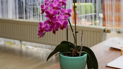 С орхидеей в доме нужно быть осторожнее