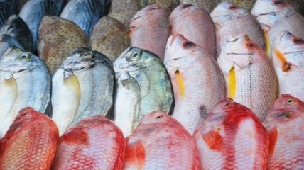 Замминистра агрополитики: Украина импортирует 80% рыбы