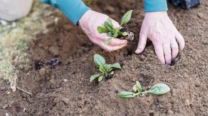 Список растений, которые нужно посадить в землю в апреле 2024 года