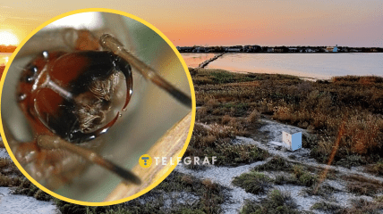 Хелицеры Cheiracanthium punctorium