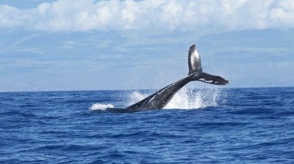Вблизи Японии обнаружили новый вид китов