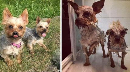Смешные собаки: до и после принятия ванны