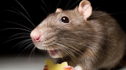 Ученые сделали неожиданное открытие о крысах