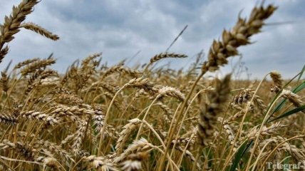 Азаров: Цены на украинское зерно останутся стабильными