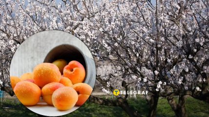 Как спасти абрикосы от заморозков – действенные способы