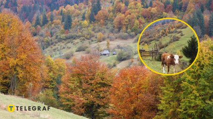 Село Стригальня