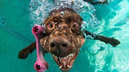 ФОТОпозитив: собаки под водой