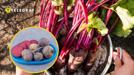 Як правильно зберігати врожай буряків