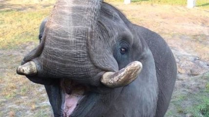 Слон, ранее живший на ранчо Майкла Джексона, пытался сбежать из зоопарка