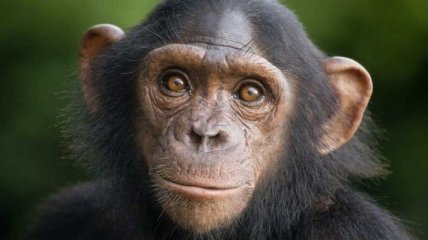 Шимпанзе научились играть в игру "камень-ножницы-бумага"