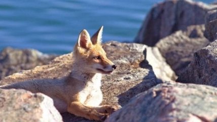 Очаровательные и почти ручные: на пляжах Одесчины появились лисы (фото)