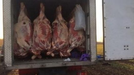 На Сумщине трое украинцев пытались перевезти в РФ 10 тонн мяса